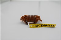 藏品(雙齒近相手蟹)的圖片